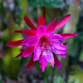 Epiphyllum Cutting Purple Flower Orchid Cactus Succulent Live Plant 8" Stem Houseplant, Starter, Bare Root, Houseplant