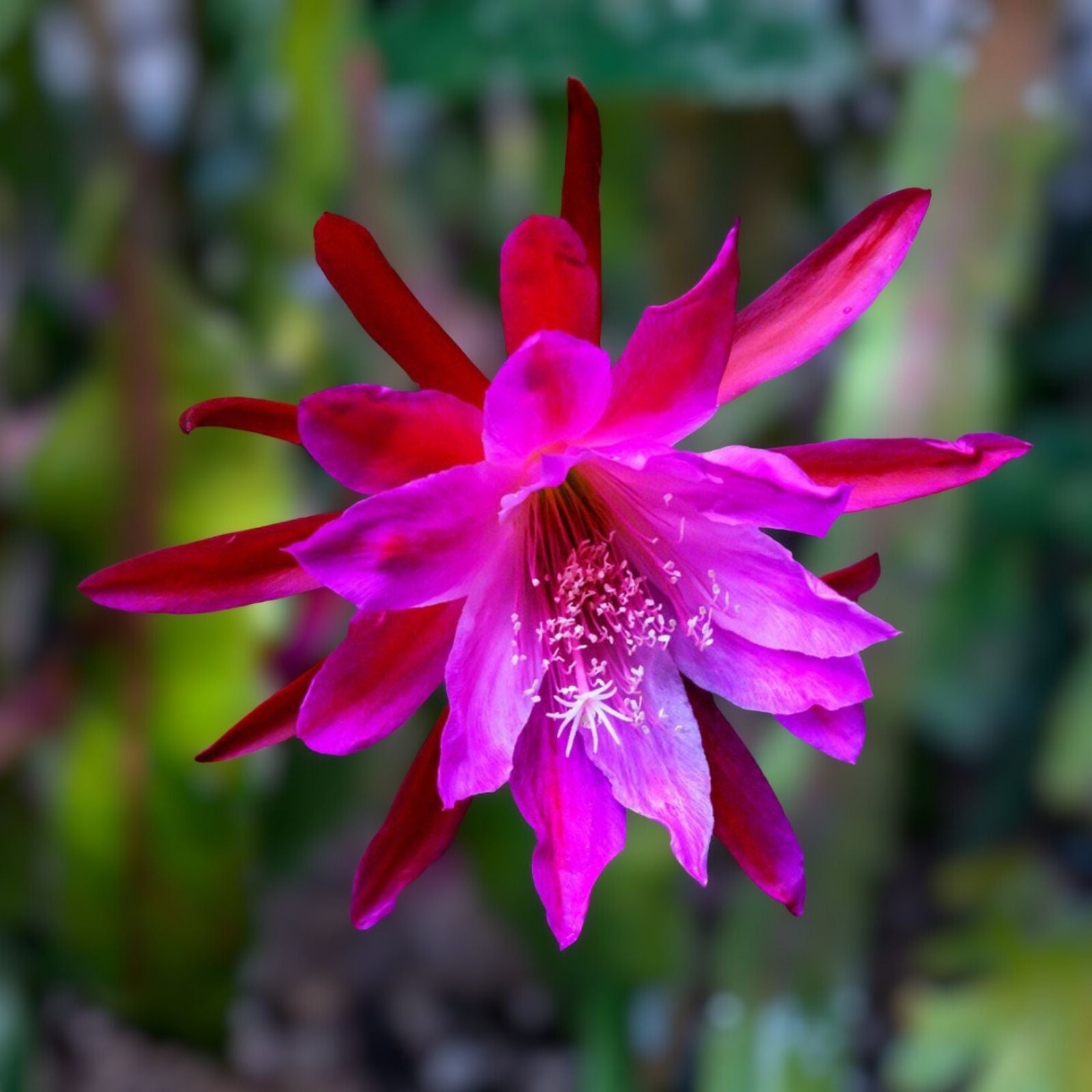 Epiphyllum Cutting Purple Flower Orchid Cactus Succulent Live Plant 8" Stem Houseplant, Starter, Bare Root, Houseplant