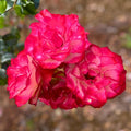 Fire and Ice Rose Cuttings 3 Pack Rosa 'Fire and Ice' Hardy Perennial Garden Landscape Live Plant