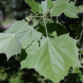 Sycamore Tree Bare Root Plant 18+ Inches Platanus occidentalis Deciduous Shade Tree Landscaping