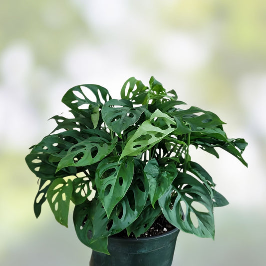 Monstera Adansonii Rooted Cutting | Rare Tropical Houseplant | Indoor Foliage Plant | Easy Care Live Plant