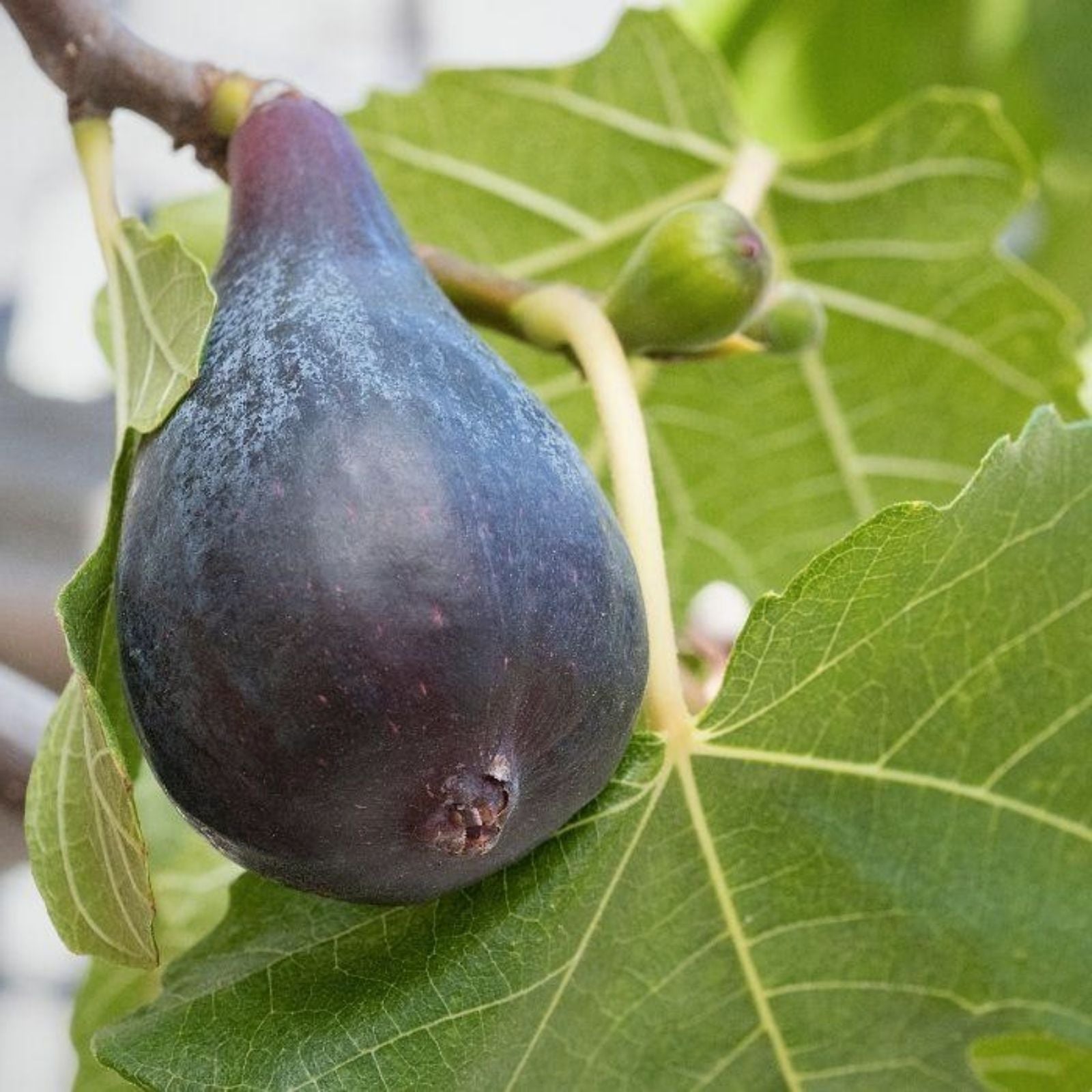Ficus Black Mission Fig Tree Plant – Edible Fruit Tree – Hardy Cold Tolerant Garden Tree – Ficus carica – Live Plant or Cutting