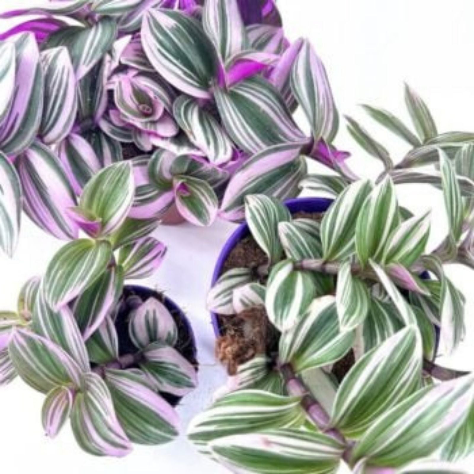Tradescantia Nanouk Cuttings - Lilac Wandering Jew Plant in 2" or 4" Pot - Easy Care Indoor Houseplant - New Harvest Quality
