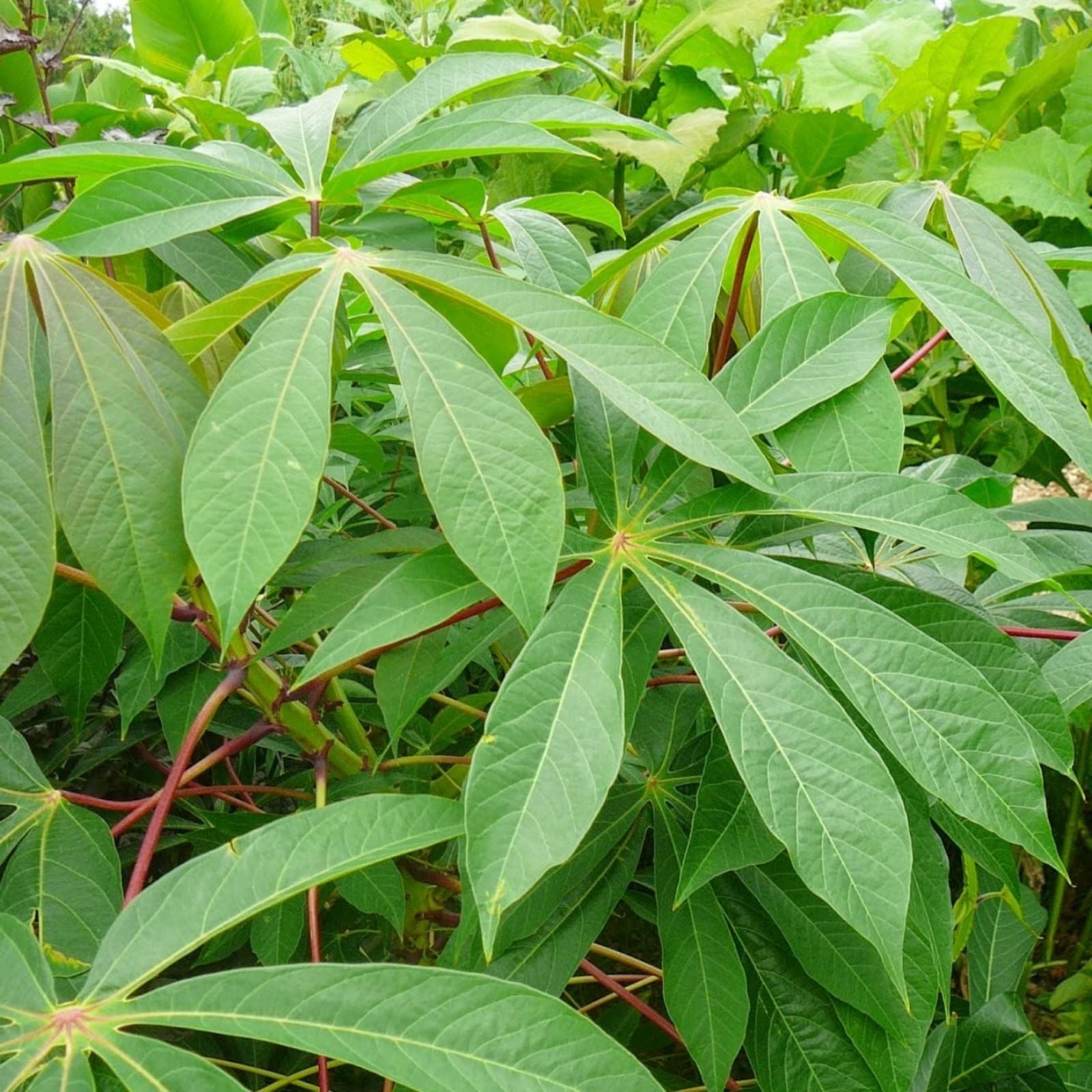 Yuca Cassava Stem Cuttings – 5 Live Plant Starter Plants with Rooting Hormone – Manihot esculenta Propagation Material