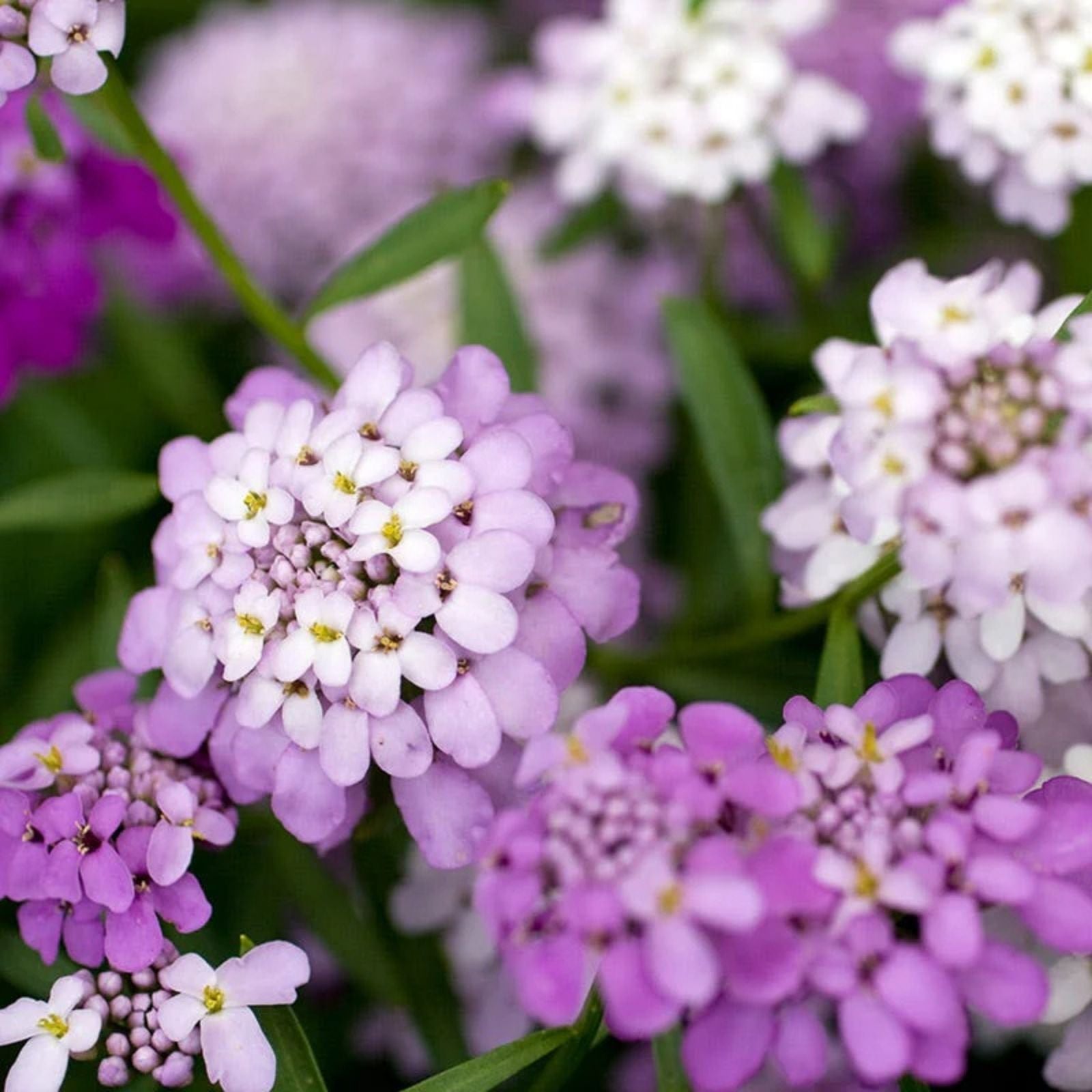 Candytuft Seeds Tall Mix 50+ Pink Lavender White Flower Seeds for Garden Borders Landscaping Iberis umbellata