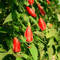 Giant Mexican Fire Cracker Hibiscus Cuttings Malvaviscus arboreus Live Plant Starter Bare Root Houseplant