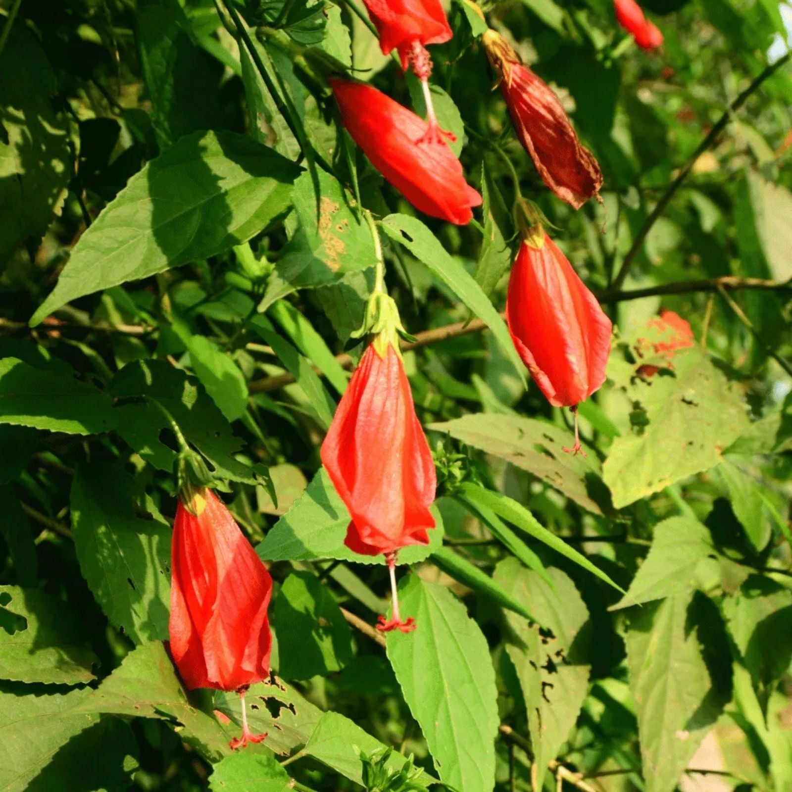 Giant Mexican Fire Cracker Hibiscus Cuttings Malvaviscus arboreus Live Plant Starter Bare Root Houseplant