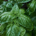 Heirloom Italian Large Leaf Basil Seeds Non-GMO Culinary Herb Ocimum basilicum 100 Seeds Plant Starter