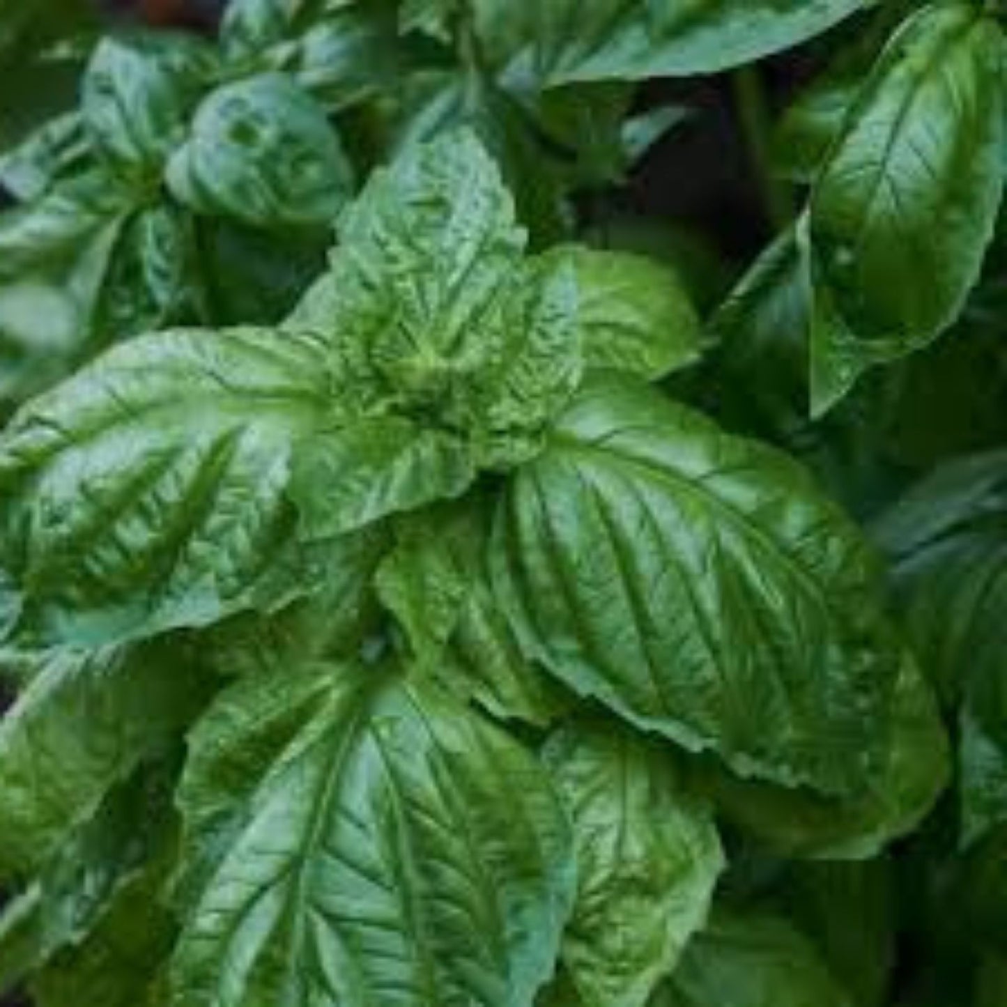 Heirloom Italian Large Leaf Basil Seeds Non-GMO Culinary Herb Ocimum basilicum 100 Seeds Plant Starter