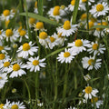 German Chamomile Seeds 500 Count Heirloom Non-GMO Matricaria chamomilla Tea Garden Plant Starter
