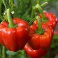 California Wonder Bell Pepper Seeds Heirloom Large Fruit Capsicum annuum 100+ Seeds Live Plant Cutting