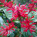 Fire Spike Red Rooted Starter Plant – Odontonema strictum – Hummingbird Attractant Garden Flowering Plant