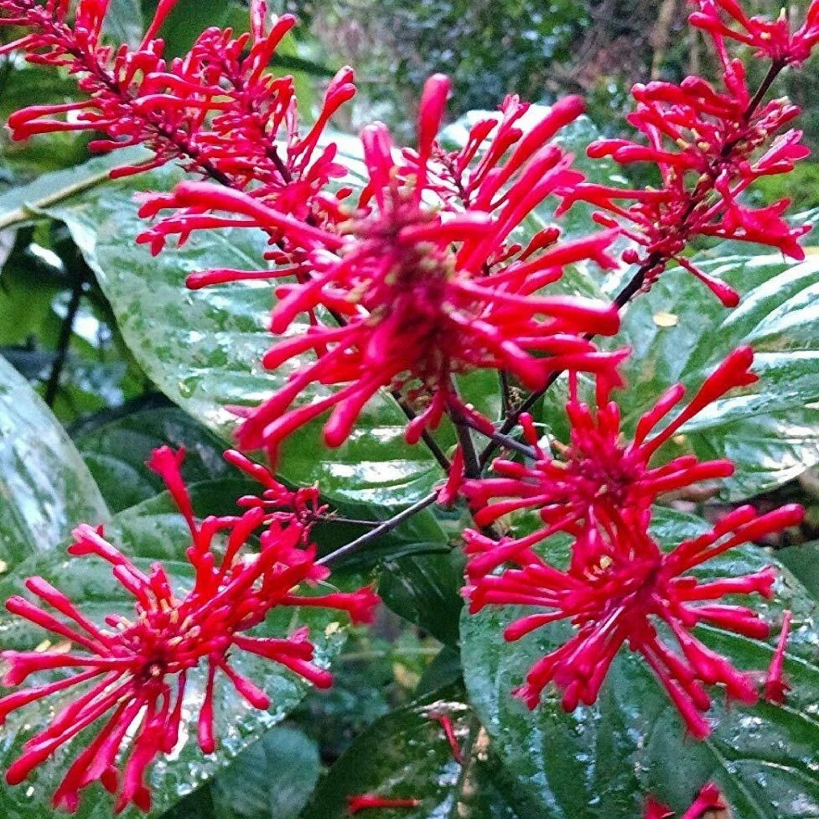 Fire Spike Red Rooted Starter Plant – Odontonema strictum – Hummingbird Attractant Garden Flowering Plant