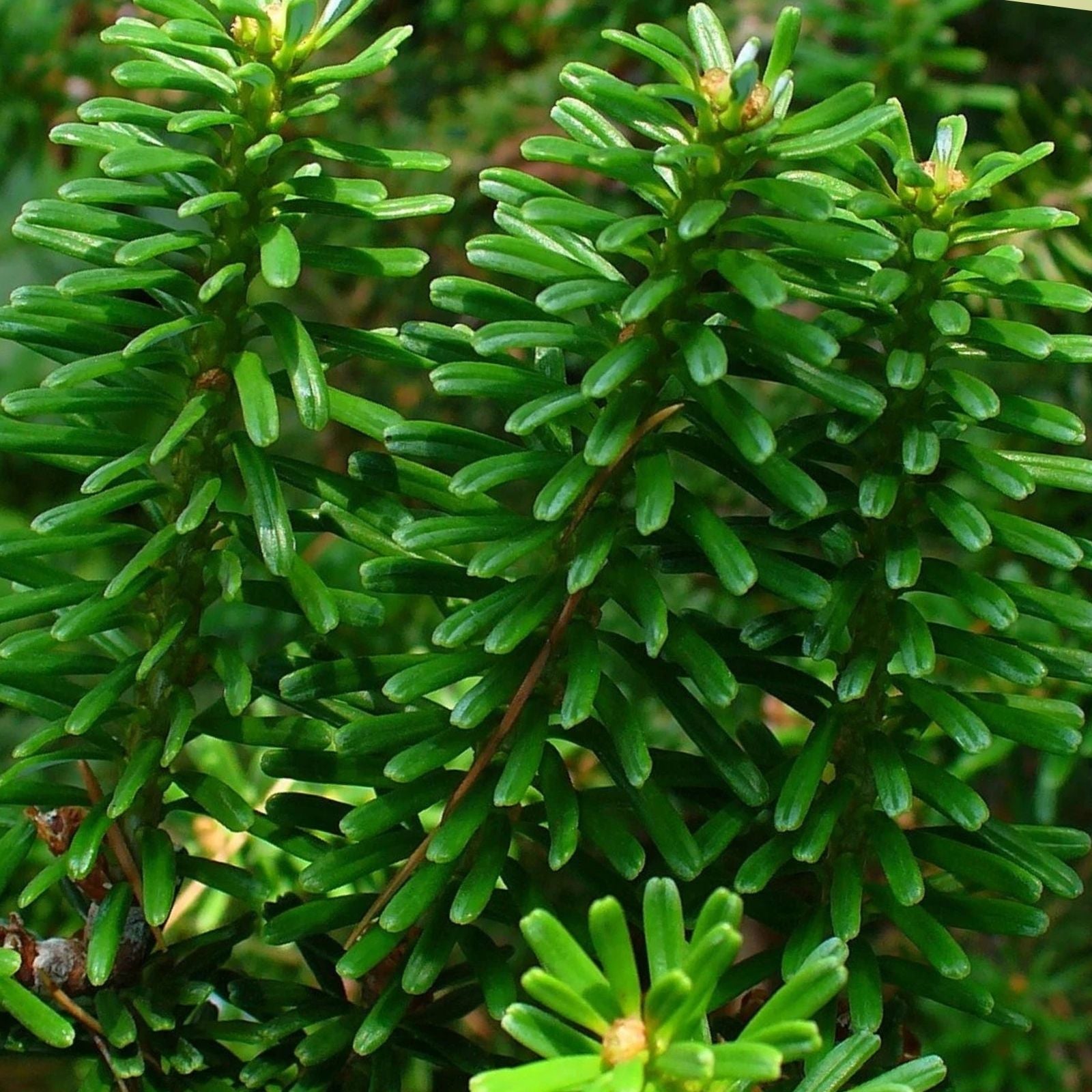 Korean Fir Tree Seeds 30 Pack Blue Cone Variety Abies koreana Conifer Seeds for Gardening Landscaping