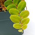 Marcgravia Sp Scalloped Cutting | Tropical Houseplant | Indoor Garden Plant | Terrarium Plant | Live Cutting