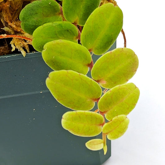 Marcgravia Sp Scalloped Cutting | Tropical Houseplant | Indoor Garden Plant | Terrarium Plant | Live Cutting