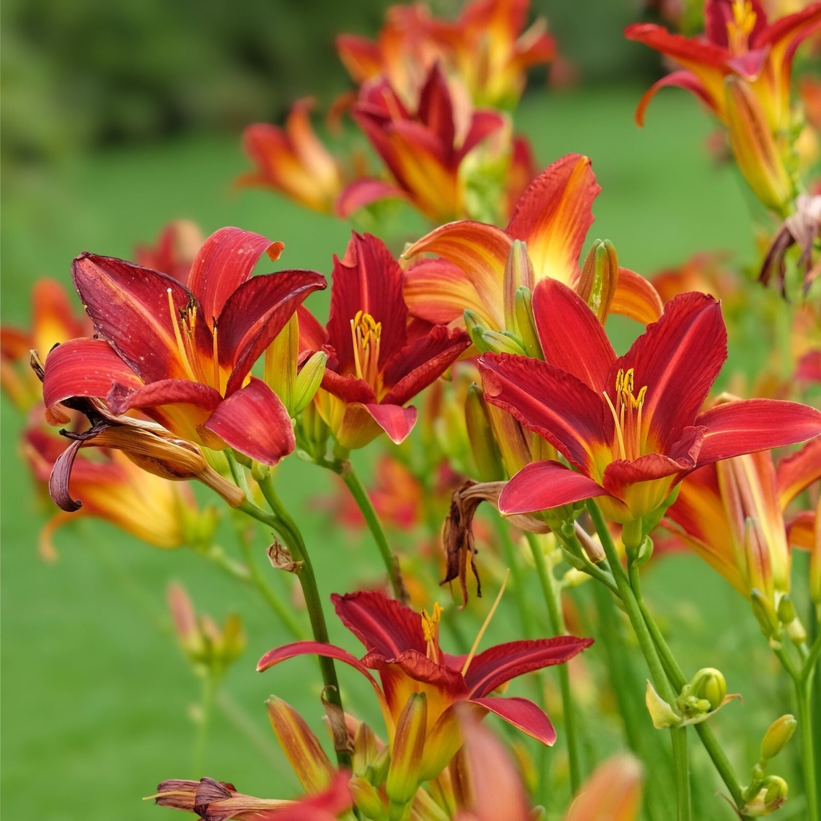 Mixed Daylily Bare Root Plants 5 Varieties Hemerocallis Flowering Perennials Live Starter Plant Free Shipping