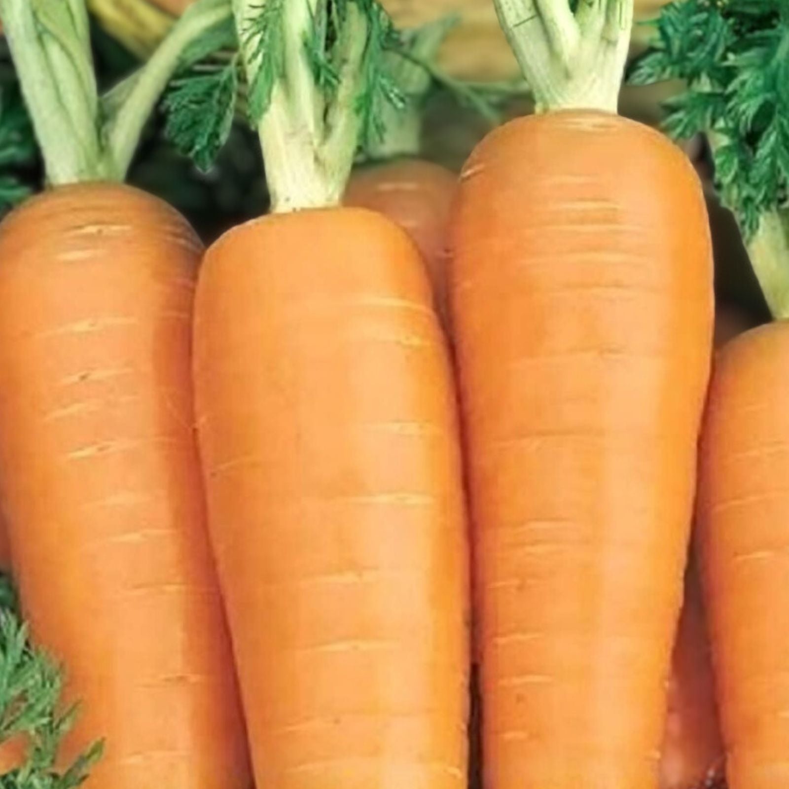 Organic Danvers Half Long Carrot Seeds | Non-GMO Heirloom Daucus carota Vegetable Seeds for Gardening