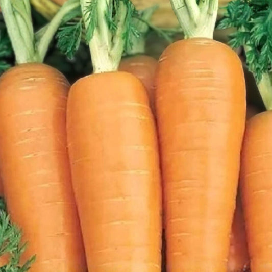 Organic Danvers Half Long Carrot Seeds | Non-GMO Heirloom Daucus carota Vegetable Seeds for Gardening
