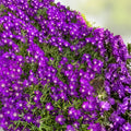 Creeping Ice Plant Cuttings 12 Pack Purple Pink Ground Cover Succulents Delosperma cooperi Live Plant