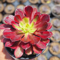 Aeonium Mardi Gras Succulent Cutting 3-4" Variegated Live Plant Rare Succulent Propagation