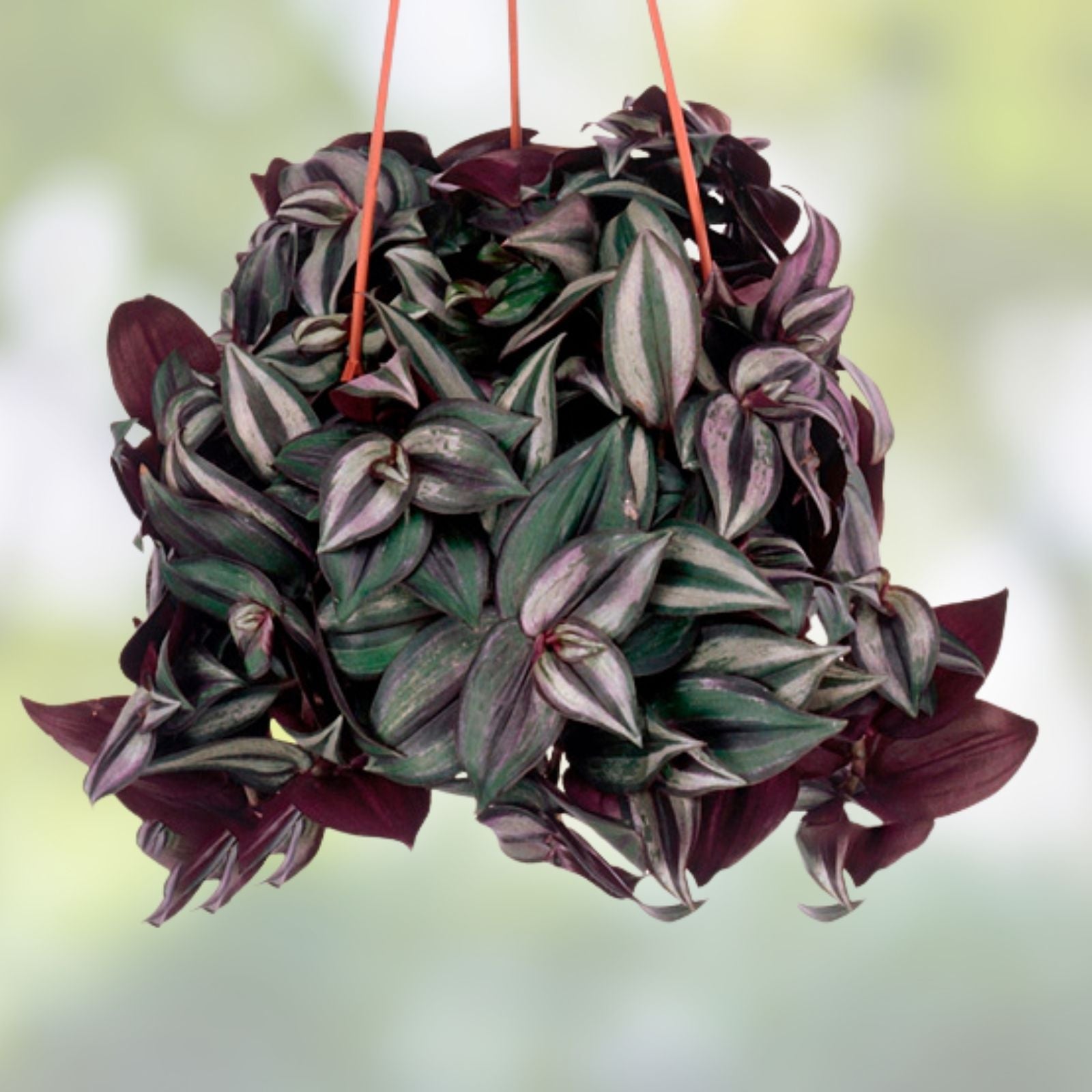 Tradescantia Cuttings 20 Pack Vibrant Color Houseplants Live Plant Propagation Starter
