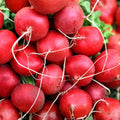 Cherry Belle Radish Seeds Heirloom Variety Crisp Tasty Raphanus sativus 50+ Seeds Vegetable Plant