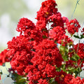 Dynamite Crape Myrtle Live Plant 16" Lagerstroemia indica 'Whit II' Red Flowers Ornamental Shrub Garden