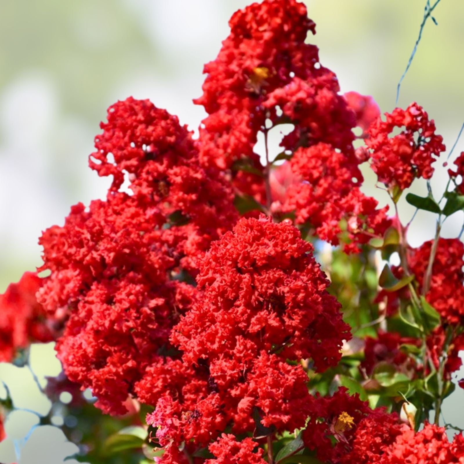 Dynamite Crape Myrtle Live Plant 16" Lagerstroemia indica 'Whit II' Red Flowers Ornamental Shrub Garden