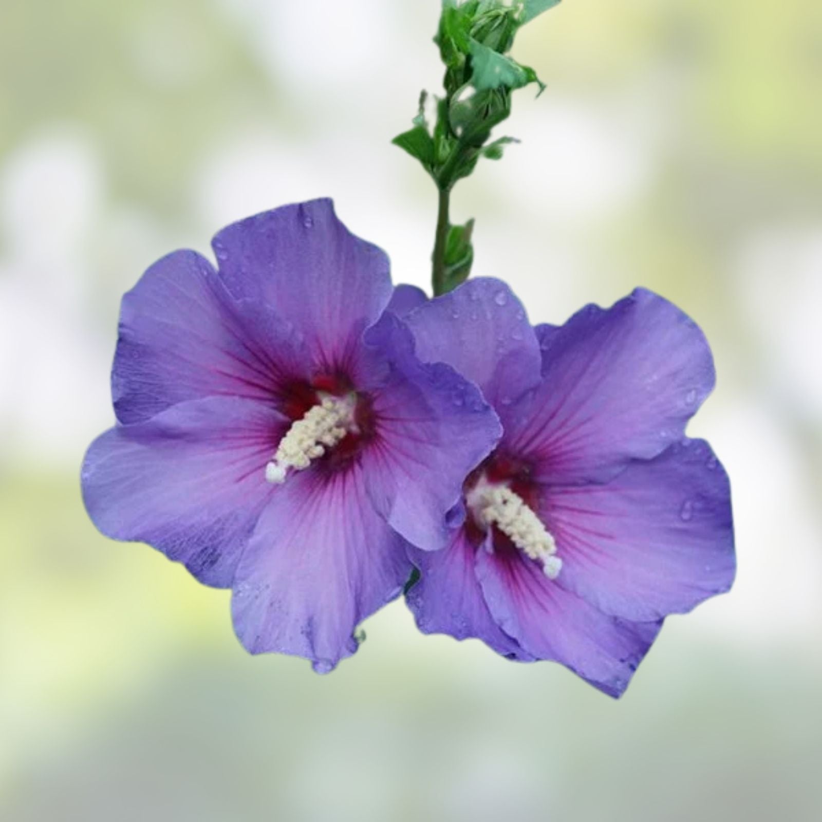 Rose of Sharon Plants Set of 4 | Hibiscus syriacus Hardy Shrubs Garden Zone 5-9 | Live Plant, Flowering Bush, Bare Root, Starter Plant