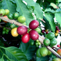 Rooted Arabica Coffee Plant Starter - Coffea arabica Live Houseplant, Coffee Tree, Indoor Plant, Coffee Growing Kit