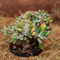 Echeveria Pulvinata Fuzzy Red Succulent Cutting 1" Live Plant for Garden Decor, Indoor Houseplant, Starter Plant