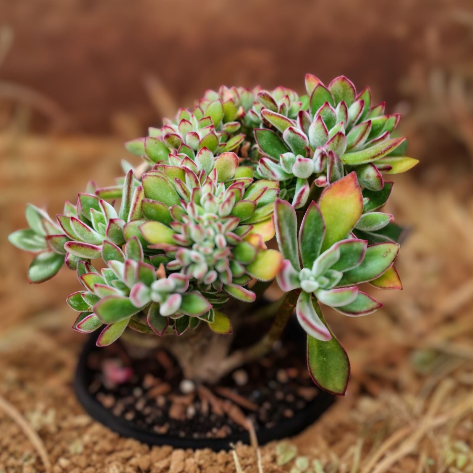 Echeveria Pulvinata Fuzzy Red Succulent Cutting 1" Live Plant for Garden Decor, Indoor Houseplant, Starter Plant