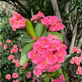 Coral Pink Crown of Thorns Cutting Euphorbia milii Succulent Plant Live Indoor Garden Starter