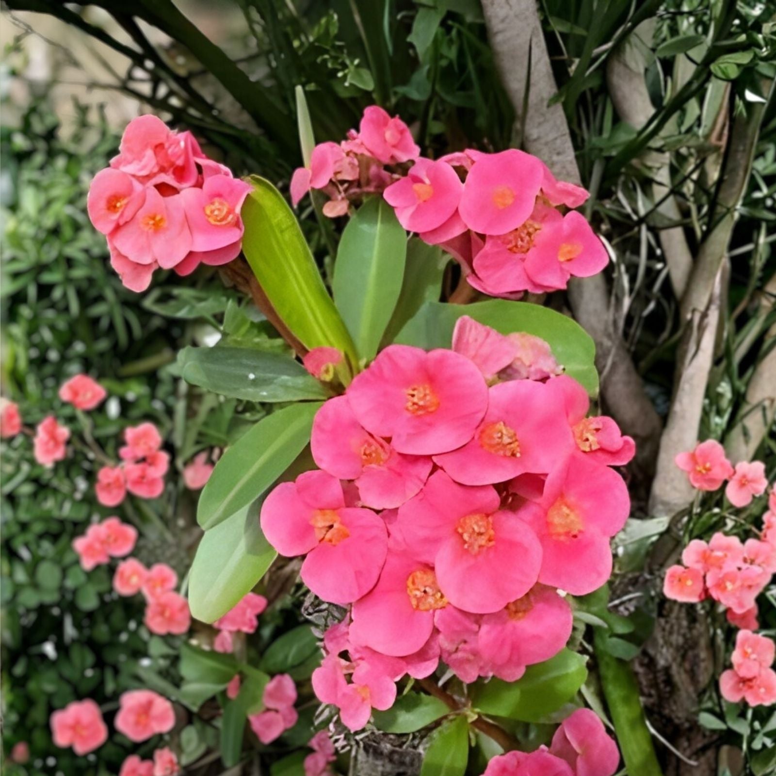 Coral Pink Crown of Thorns Cutting Euphorbia milii Succulent Plant Live Indoor Garden Starter
