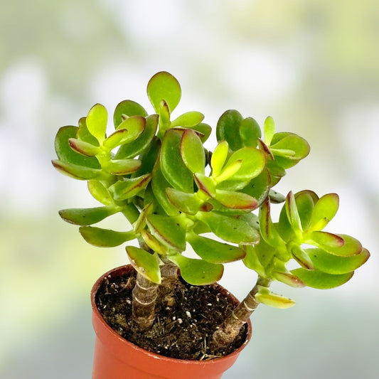Green Jade Succulent Cutting, Crassula ovata, Live Houseplant, Easy Care, Indoor Plant, Succulent Starter, Low Maintenance