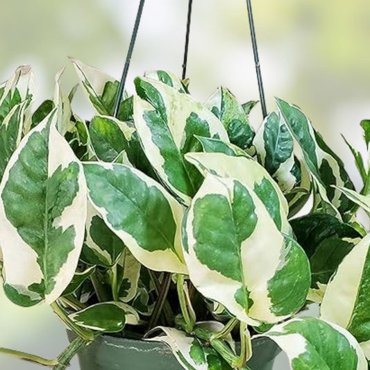 Mystery House Plant Cuttings 6 Pothos Assortment – Indoor Plants for Home Decor – Epipremnum aureum – Fresh Stock