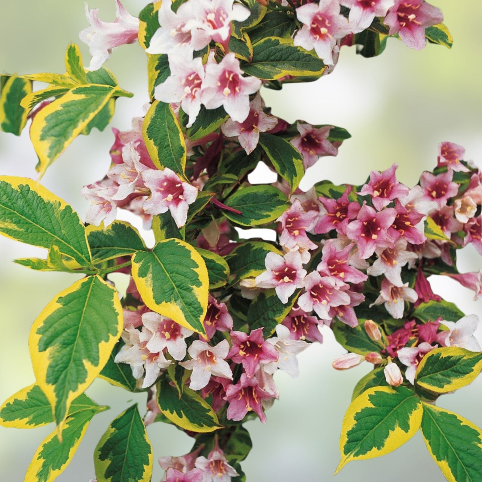 Weigela florida Live Plant 4" Variegated Leaves Pink Flowers Hardy Shrub Garden Plant