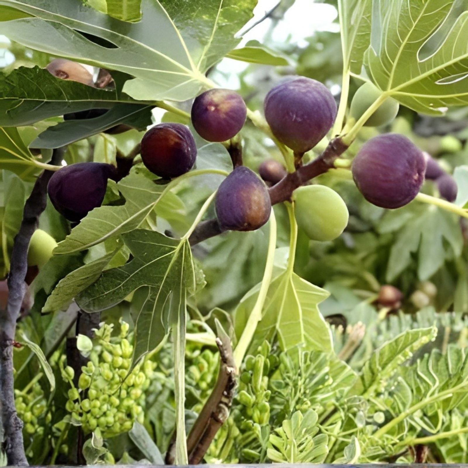 Live Alma Fig Cuttings Ficus carica Bare Root Starter Plant for Gardening and Propagation