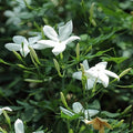 Star Jasmine Cuttings 10 Pack Trachelospermum jasminoides Fragrant Vines Live Plant Starter Garden Clippings