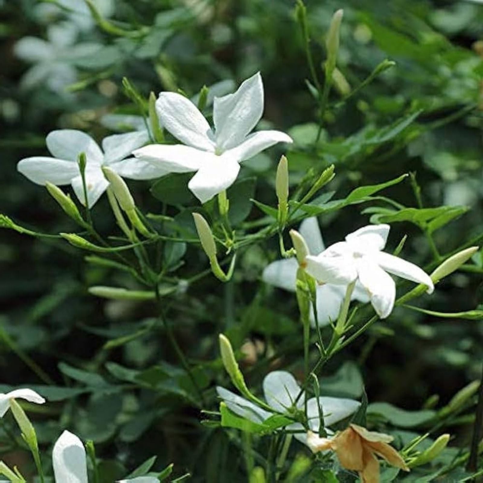 Star Jasmine Cuttings 10 Pack Trachelospermum jasminoides Fragrant Vines Live Plant Starter Garden Clippings