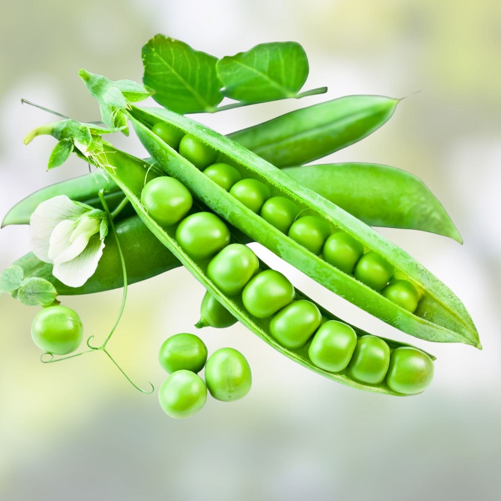 Heirloom Little Marvel Pea Seeds | Vegetable Seeds for Home Garden | Tasty Snack | Pisum sativum | 20+ Seeds