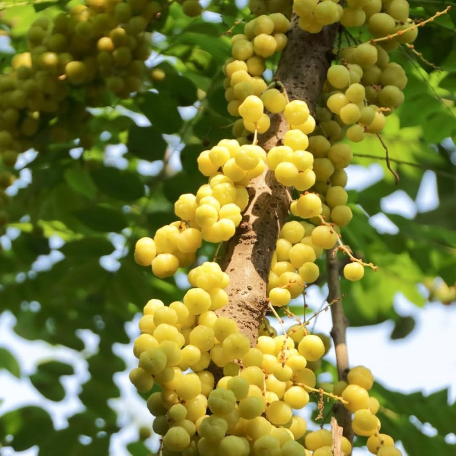 Thai Star Gooseberry Seeds | Phyllanthus Acidus Tropical Edible Berry Plant | Live Starter Plant or Seeds for Gardening