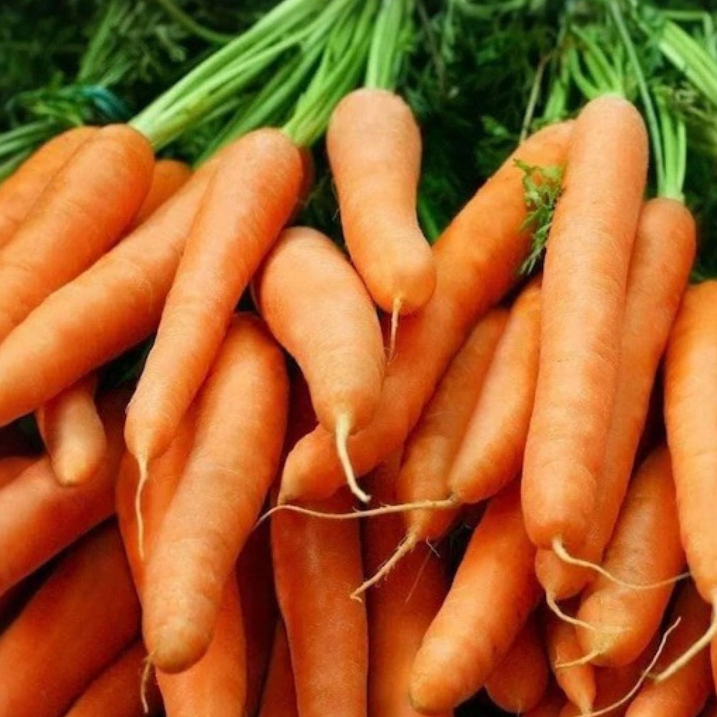Little Finger Carrot Seeds Non-GMO Daucus carota Vegetable Gardening Supplies 1000+ Seeds Starter Plant