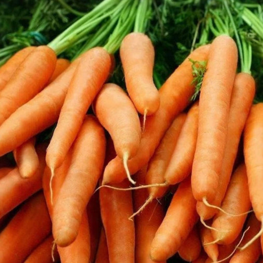 Little Finger Carrot Seeds Non-GMO Daucus carota Vegetable Gardening Supplies 1000+ Seeds Starter Plant