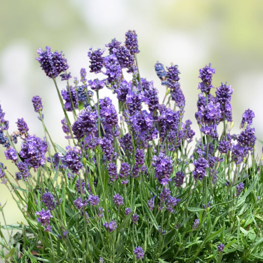 Lavandula angustifolia Fragrant Lavender Starter Plant – Garden, Houseplant, Live Cutting, Easy Care, Aromatic, Gift