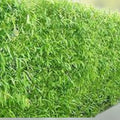 Hybrid Aussie Willow Trees 5 Pack - Fast Growing Privacy and Shade Trees - Salix x 'Aussie' - New Harvest Quality