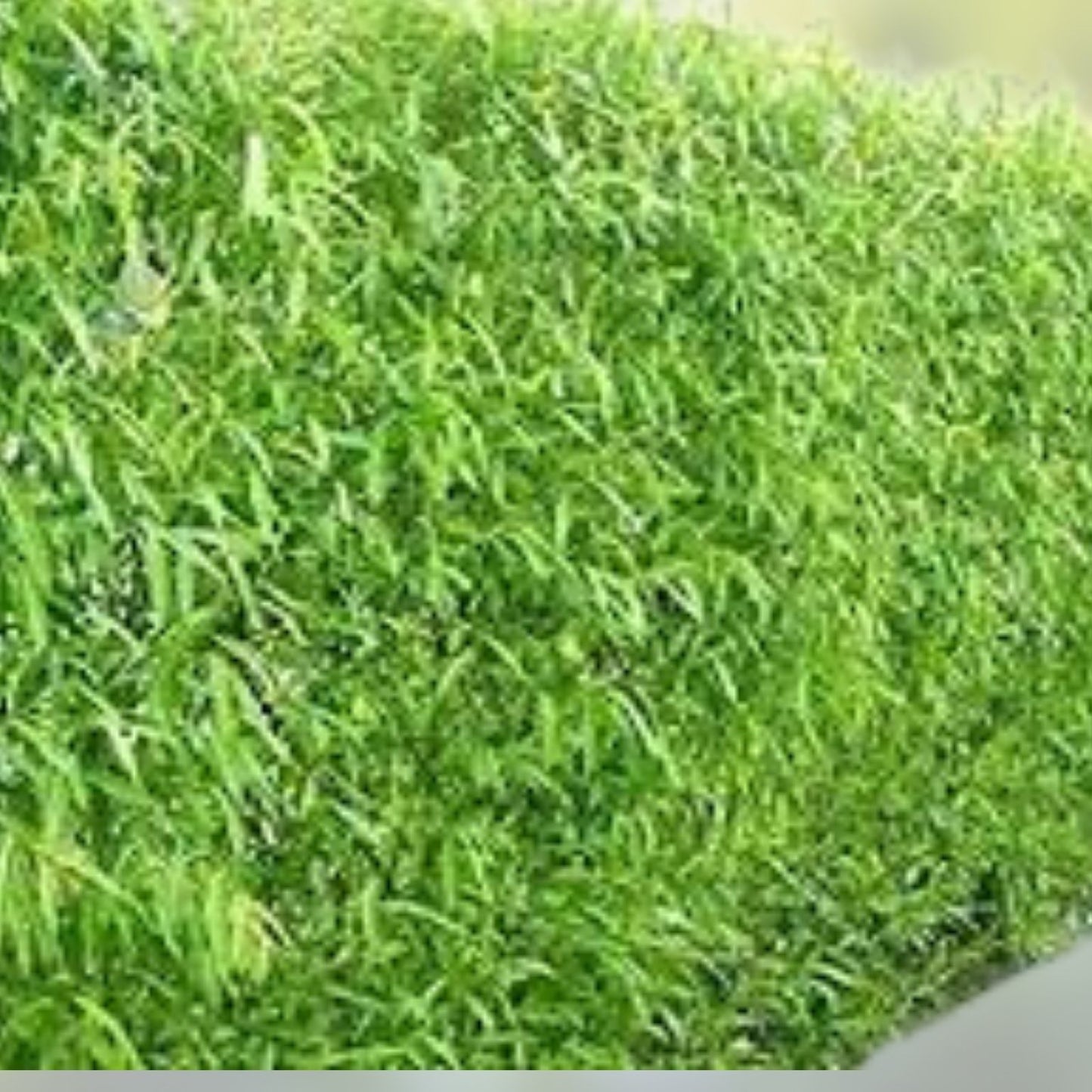 Hybrid Aussie Willow Trees 5 Pack - Fast Growing Privacy and Shade Trees - Salix x 'Aussie' - New Harvest Quality