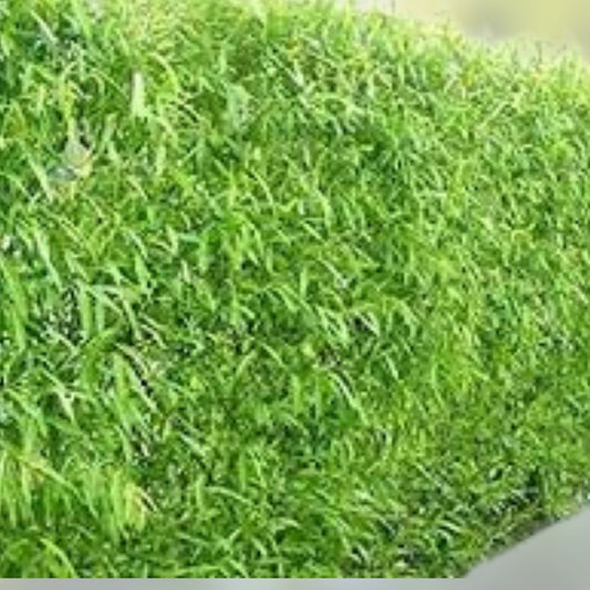 Hybrid Aussie Willow Trees 5 Pack - Fast Growing Privacy and Shade Trees - Salix x 'Aussie' - New Harvest Quality