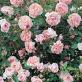 Colette Climbing Rose Cuttings - Rosa 'Colette' - Live Garden Flower Planting Material - 6” Unrooted Starter Plants